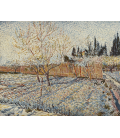 Vincent Van Gogh - Orchard with cypress. Printing on canvas
