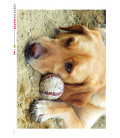 Carta di riso Decoupage: Cane con Palla da Baseball