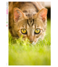 Decoupage rice paper: Cat, Closeup