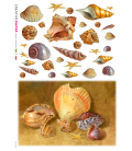 Decoupage rice paper: Shells